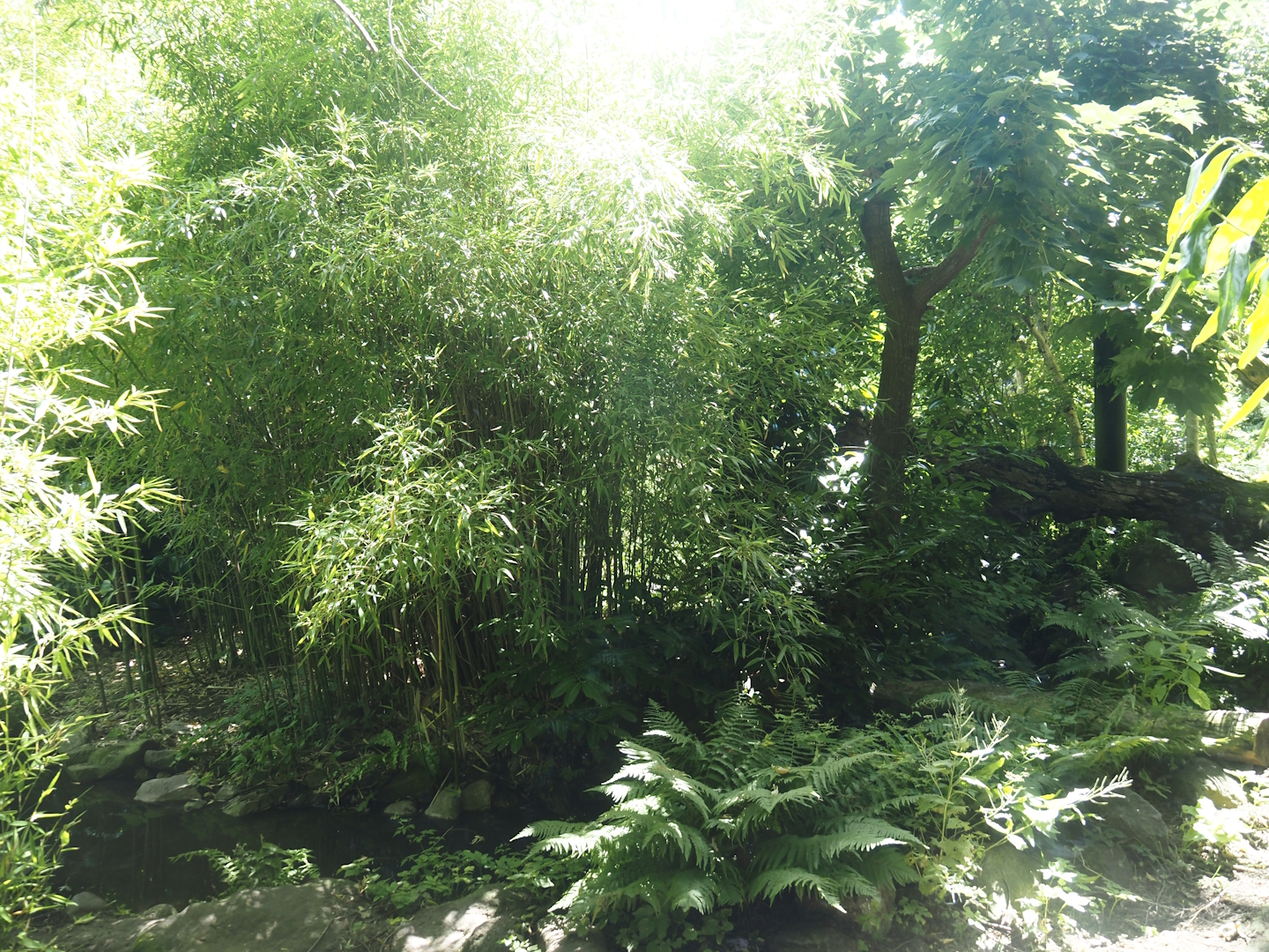 Amur leopard exhibit, 2024-06-30