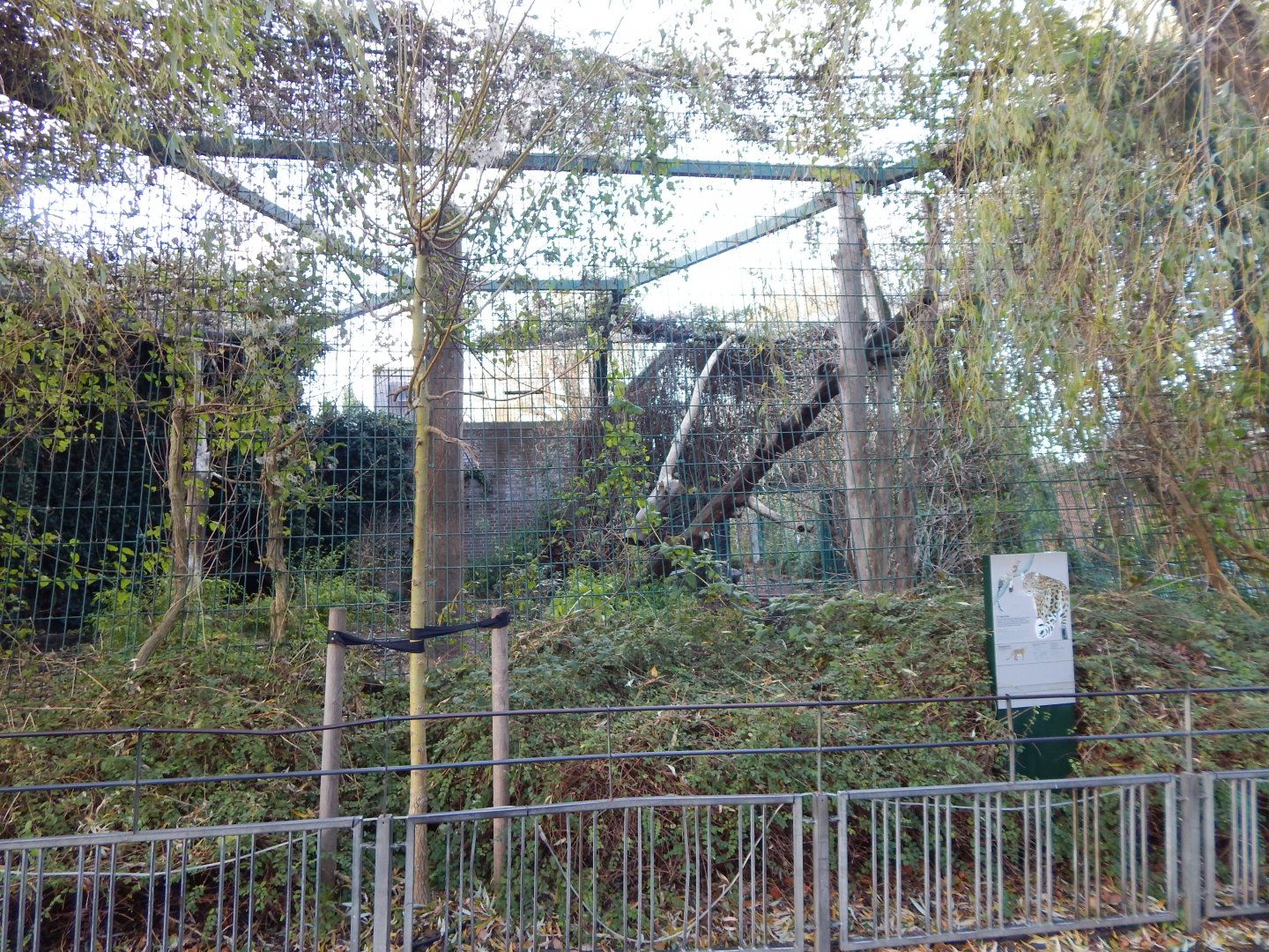 Amur leopard exhibit 261124