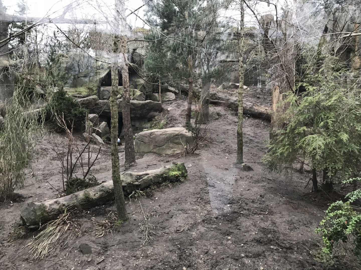 Amur leopard exhibit 280118
