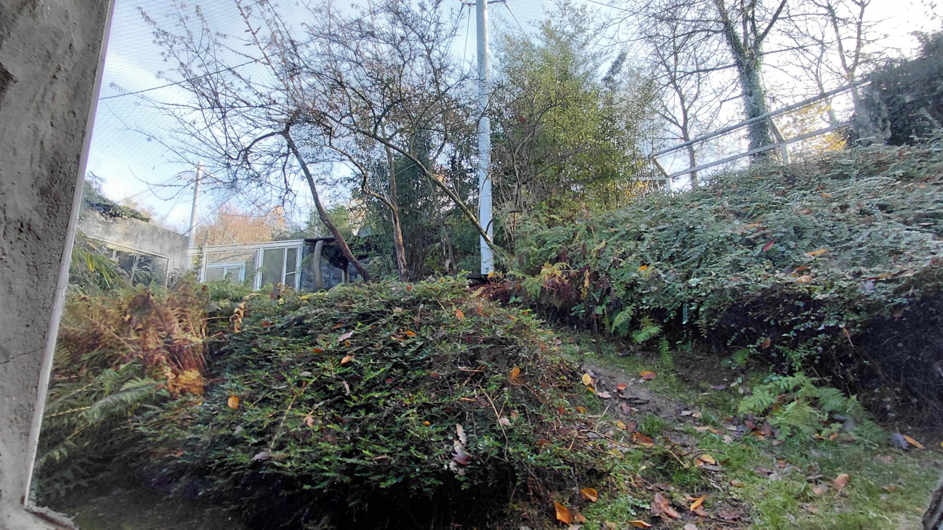 Amur leopard exhibit #3