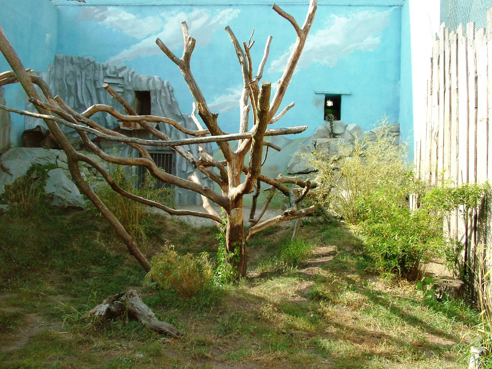 Amur Leopard Exhibit at Usti, 29/08/12