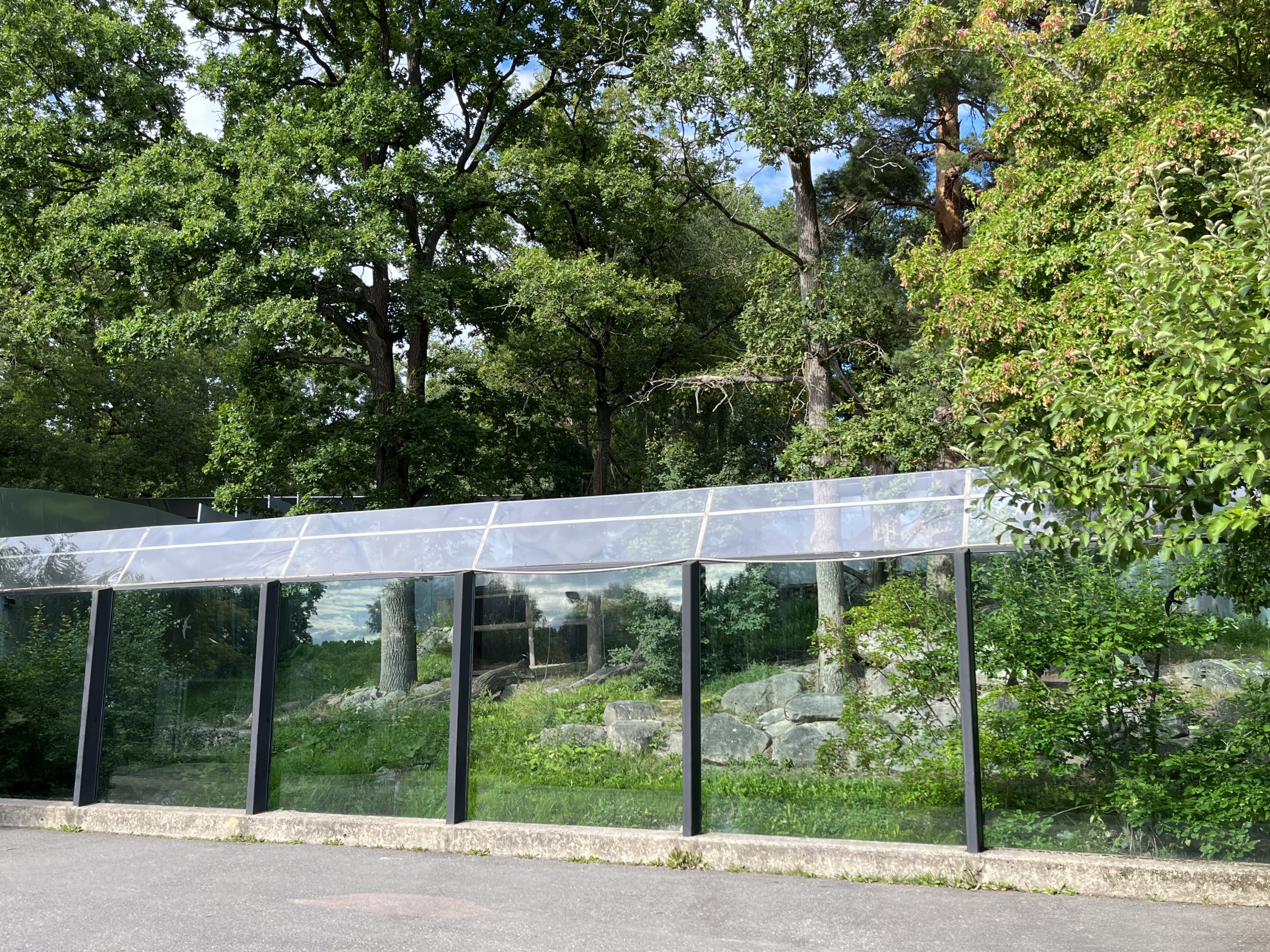 Amur Leopard Exhibit (first half)