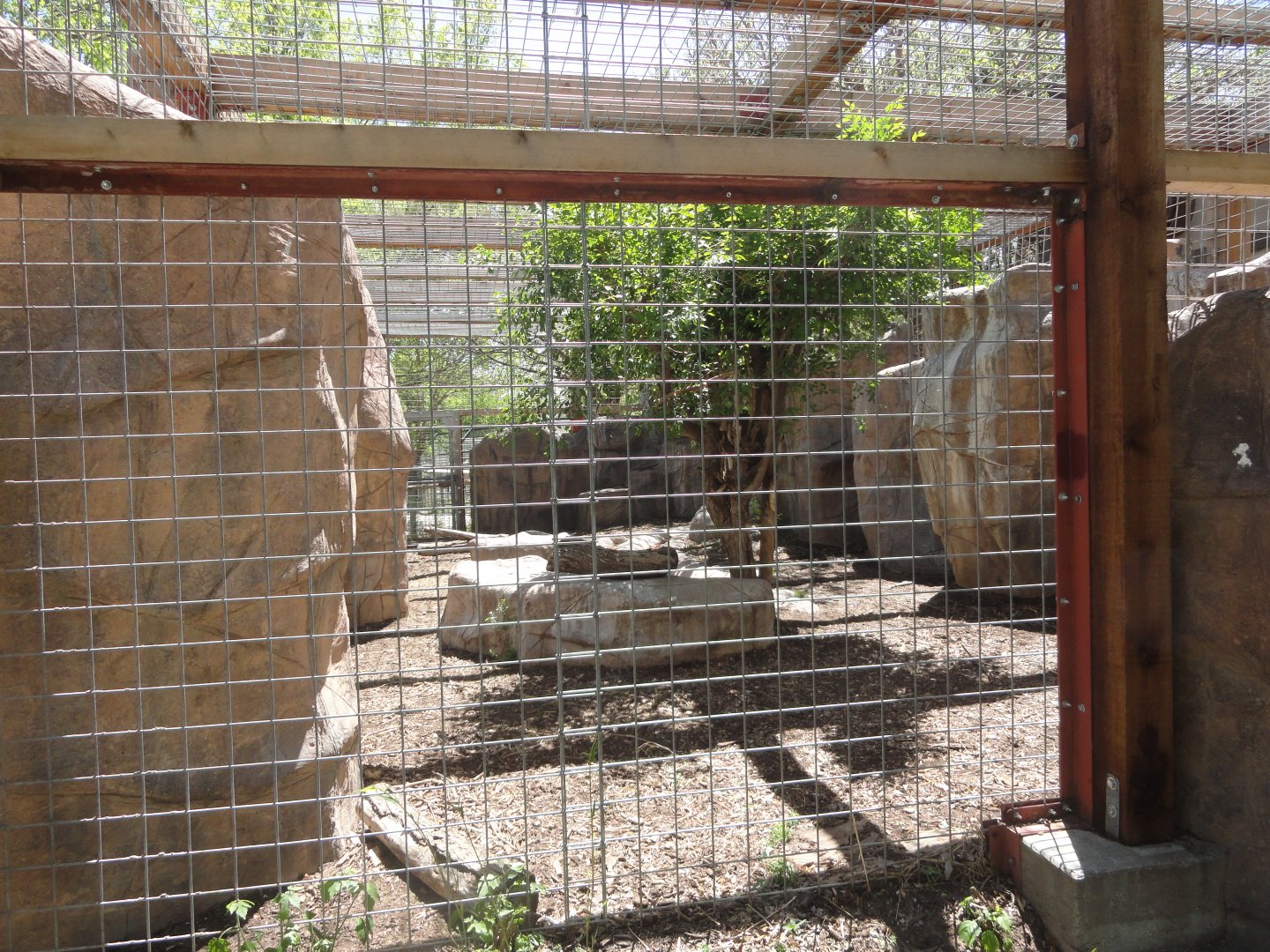 Amur Leopard Exhibit - From Side