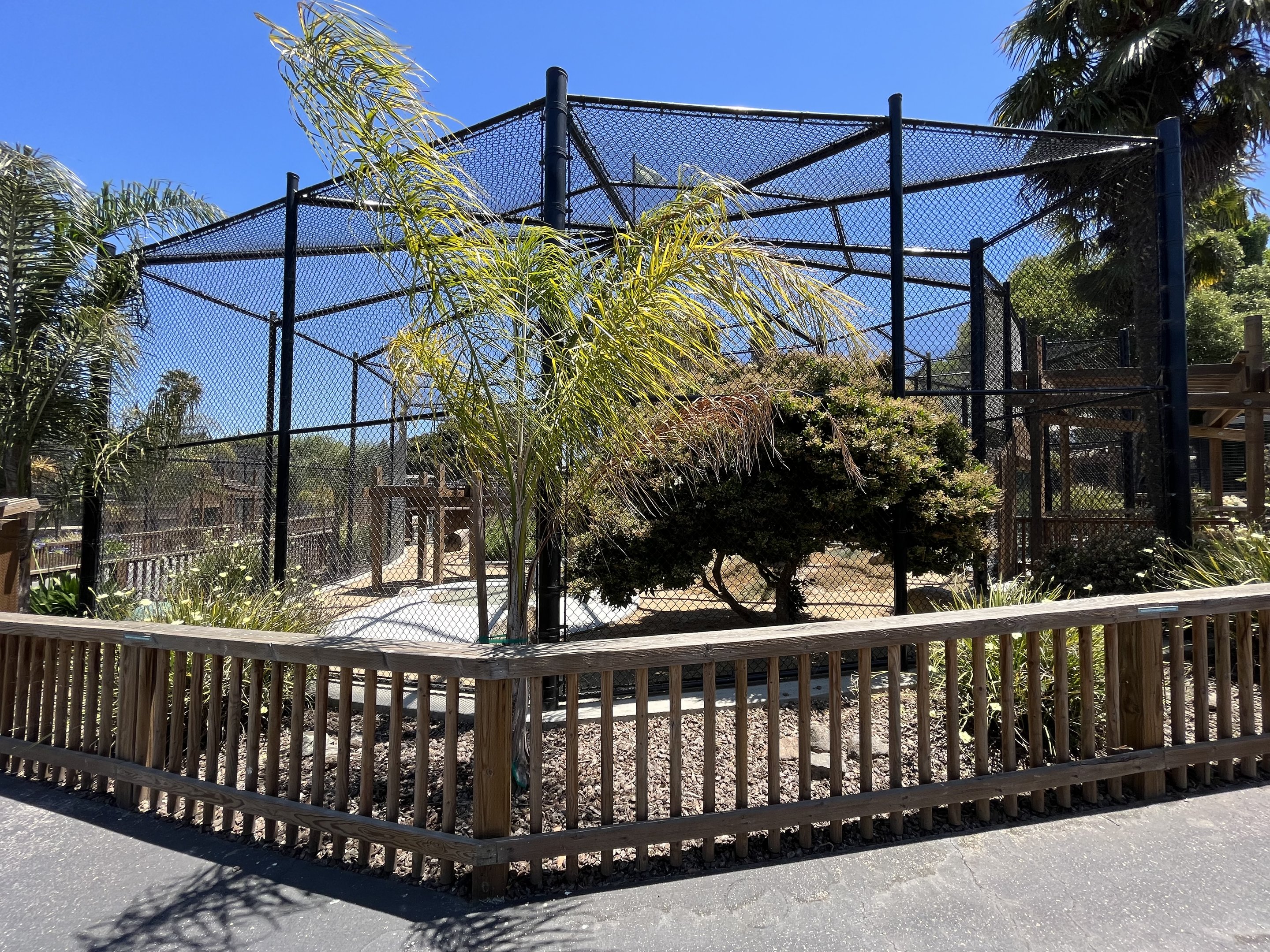 Amur Leopard Exhibit - New