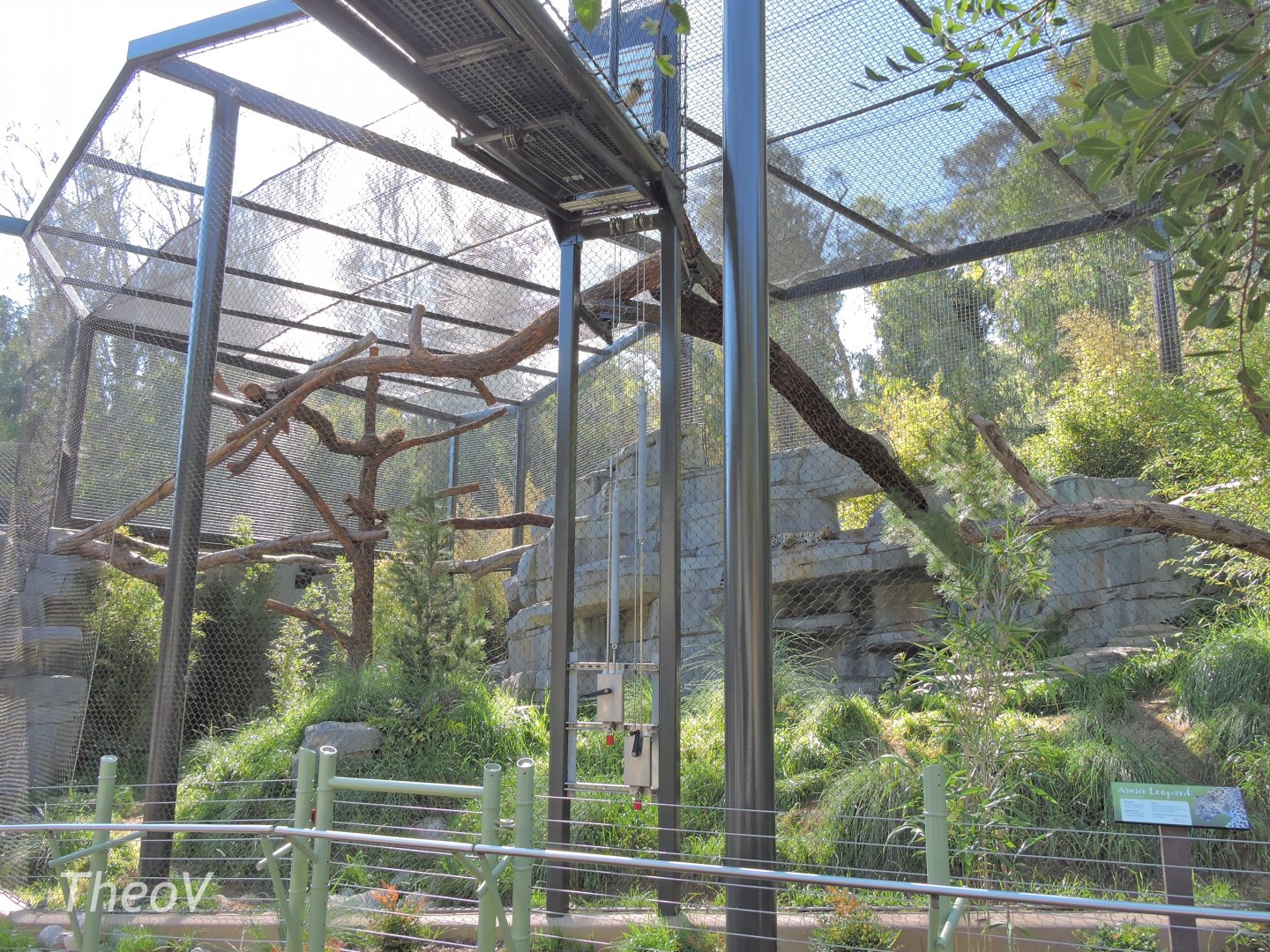 Amur leopard exhibit - Panda Canyon [2015]