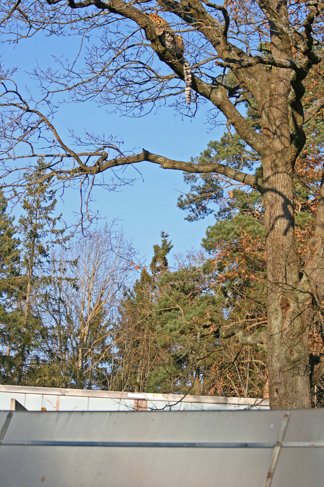 Amur leopard exhibit - Parken Zoo