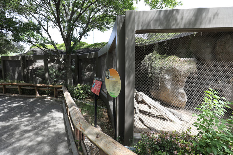 Amur leopard exhibit (small)