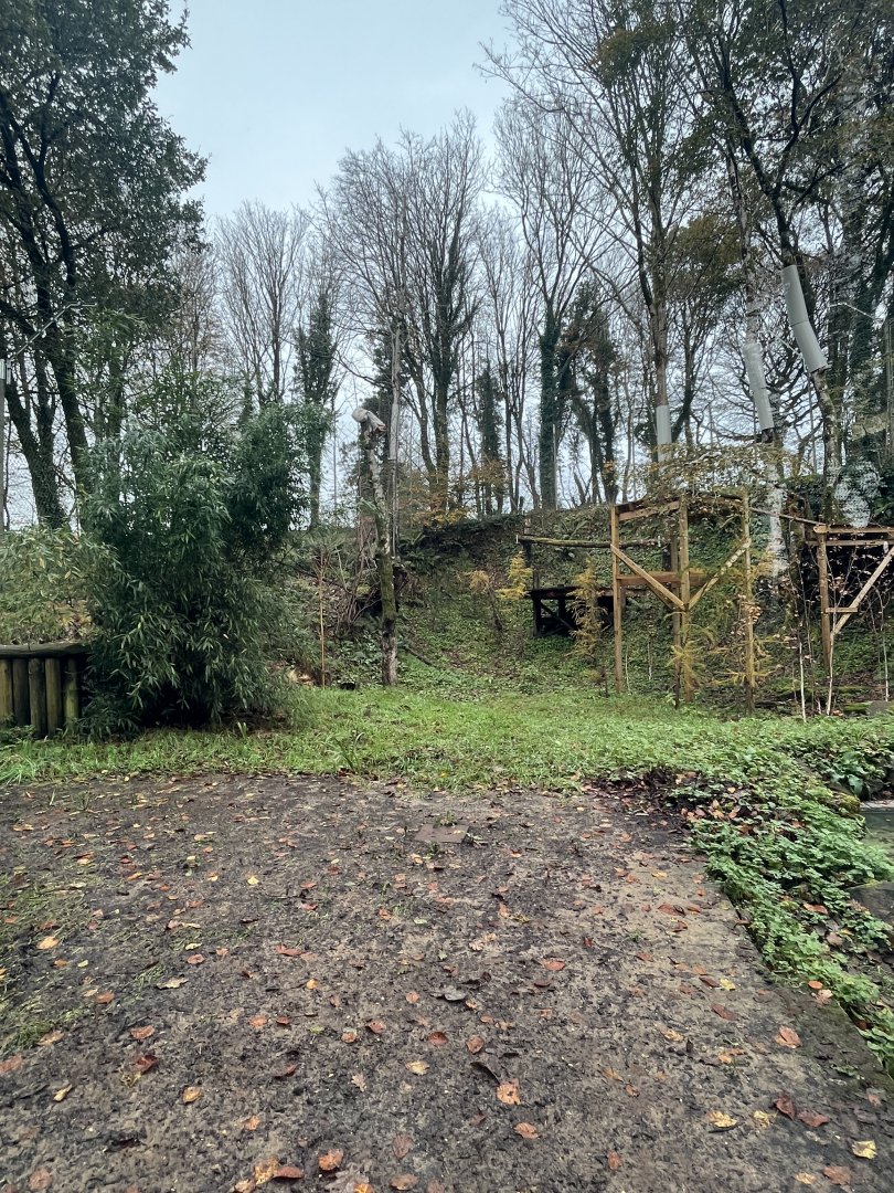 Amur Leopard Exhibit view via window