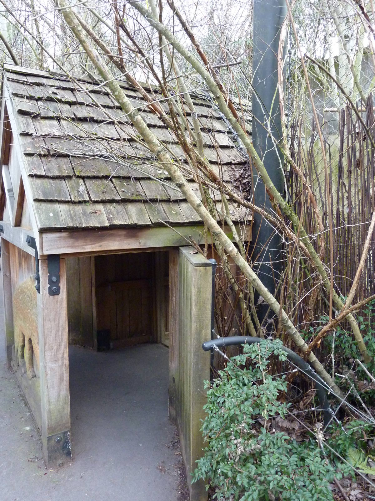 Amur Leopard Exhibit - Viewing Shelter