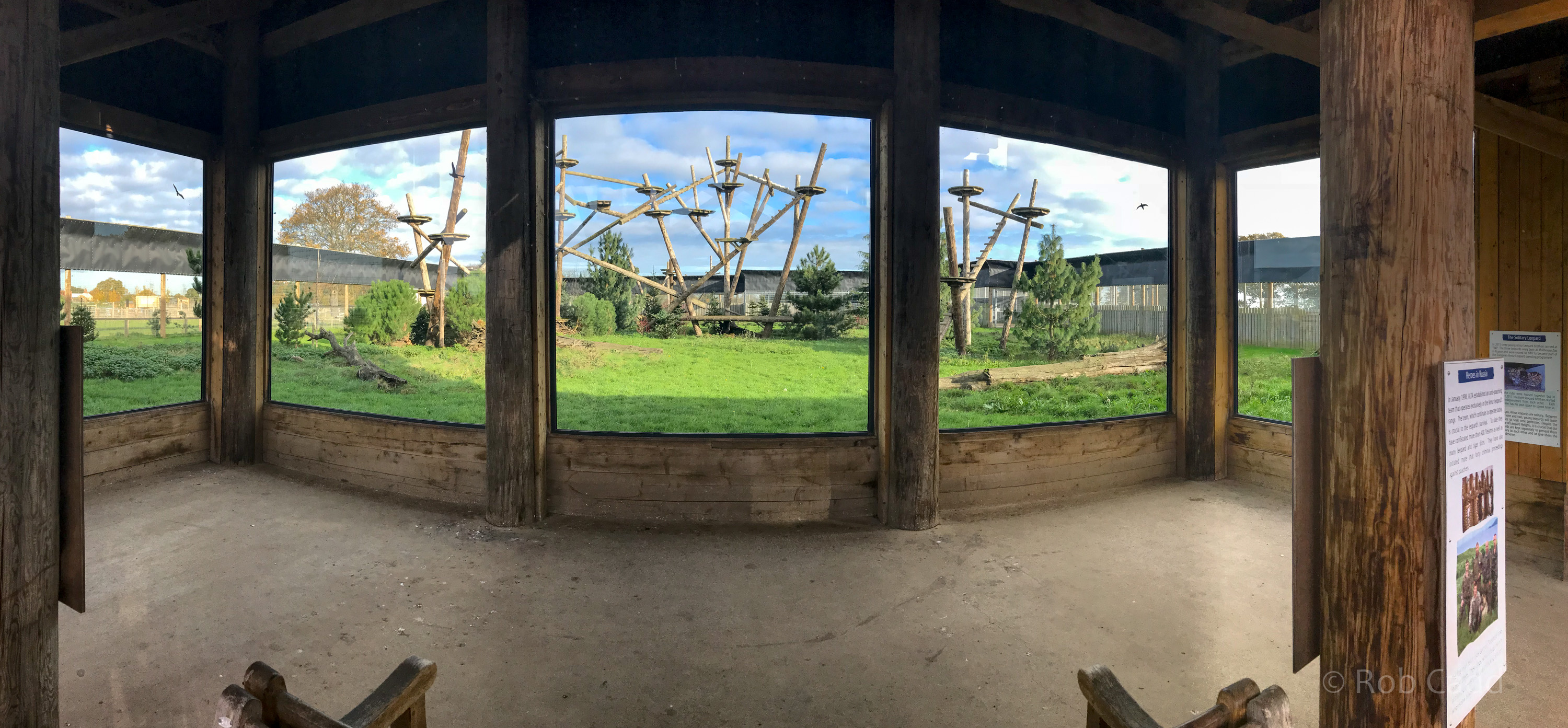 Amur leopard (exhibit) : Yorkshire WP : 11 Nov 2017