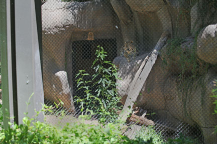 amur leopard exhibit