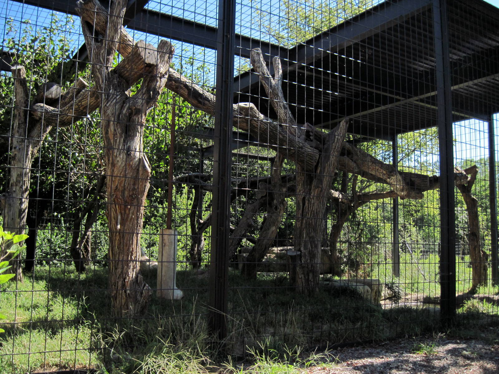 Amur Leopard Exhibit