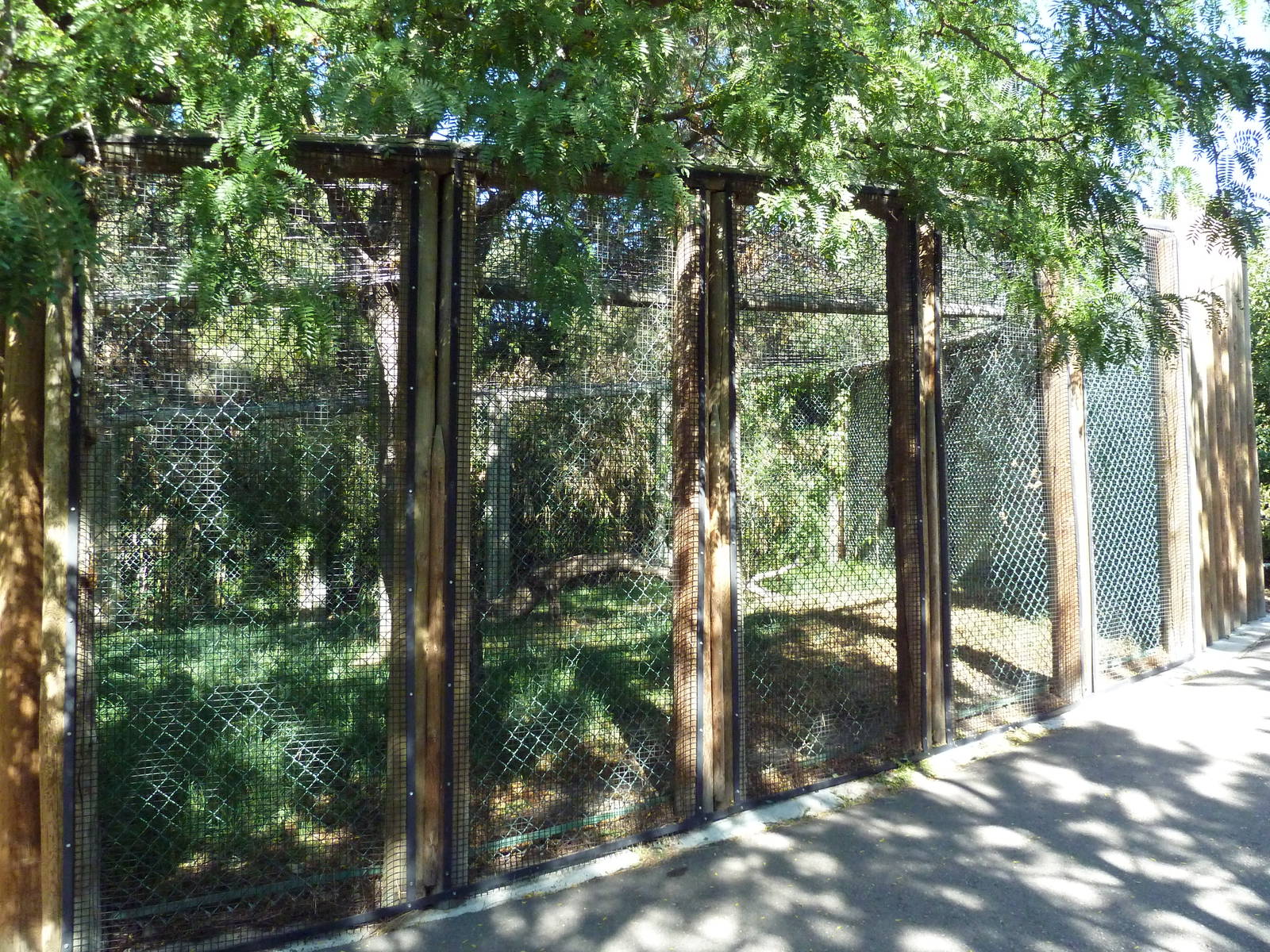 Amur Leopard Exhibit