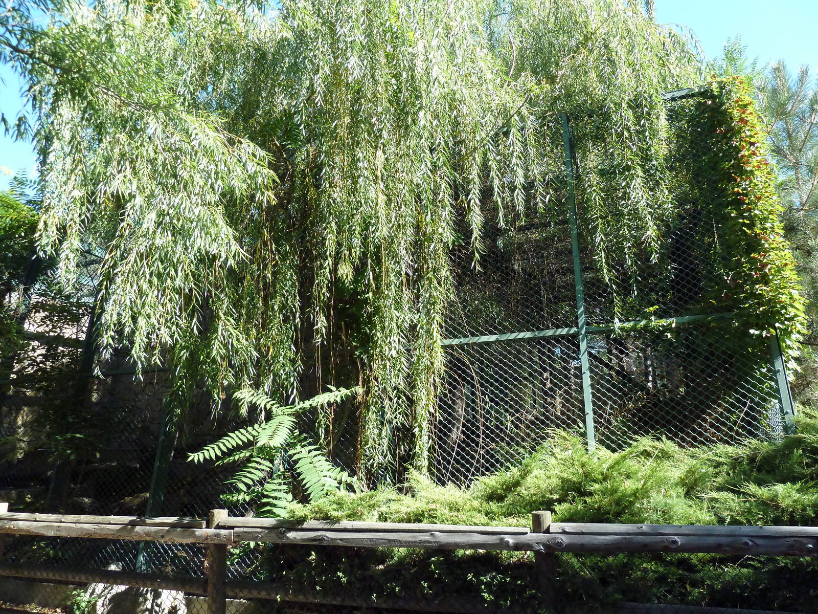 Amur Leopard Exhibit