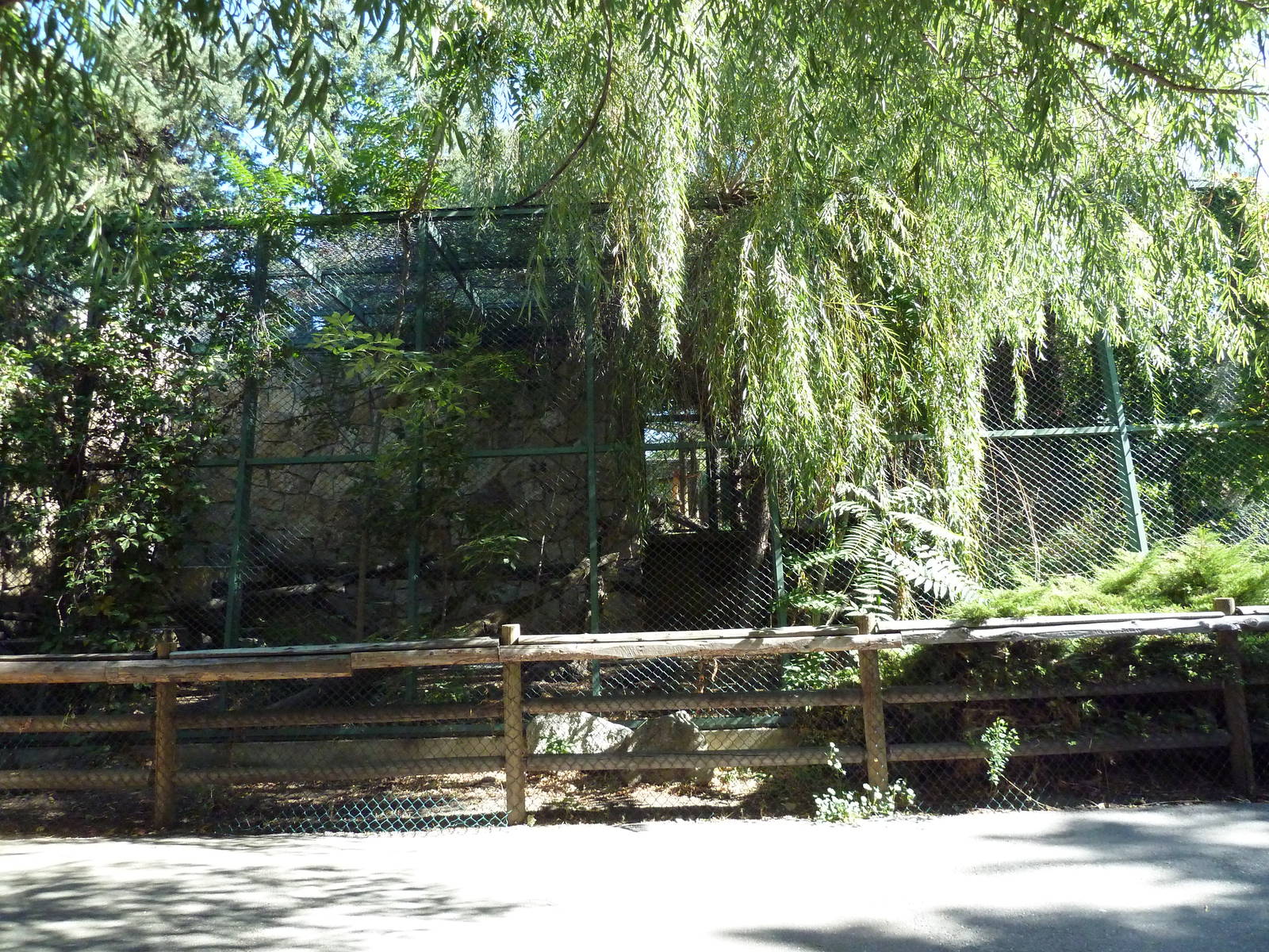 Amur Leopard Exhibit