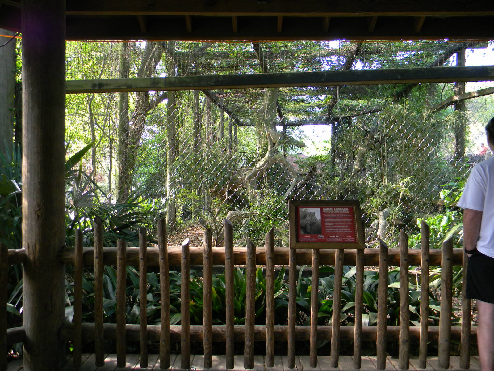 Amur Leopard Exhibit