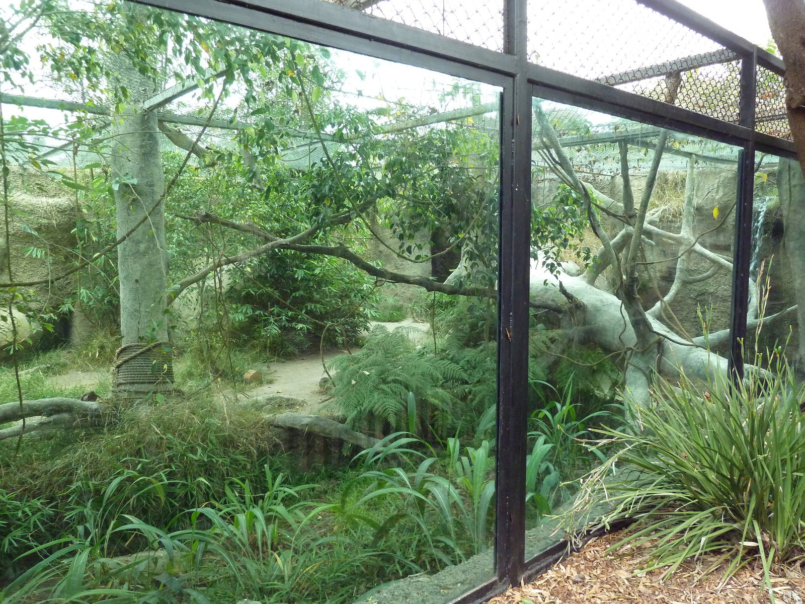 Amur Leopard Exhibit