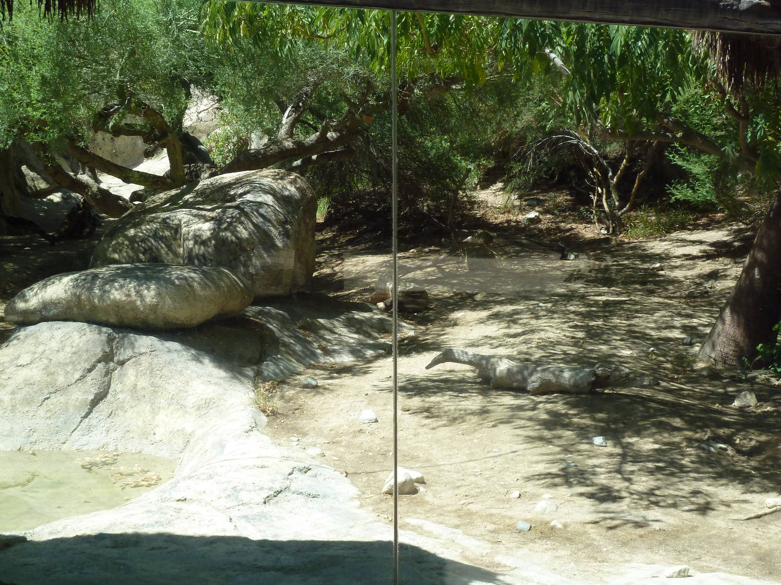 Amur Leopard Exhibit
