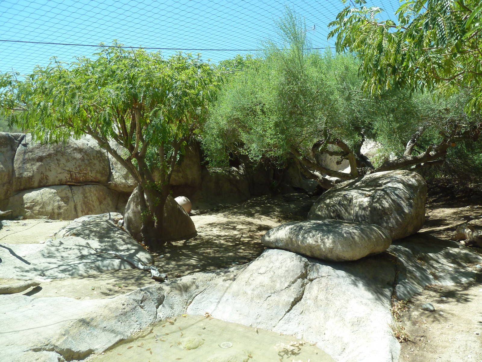 Amur Leopard Exhibit
