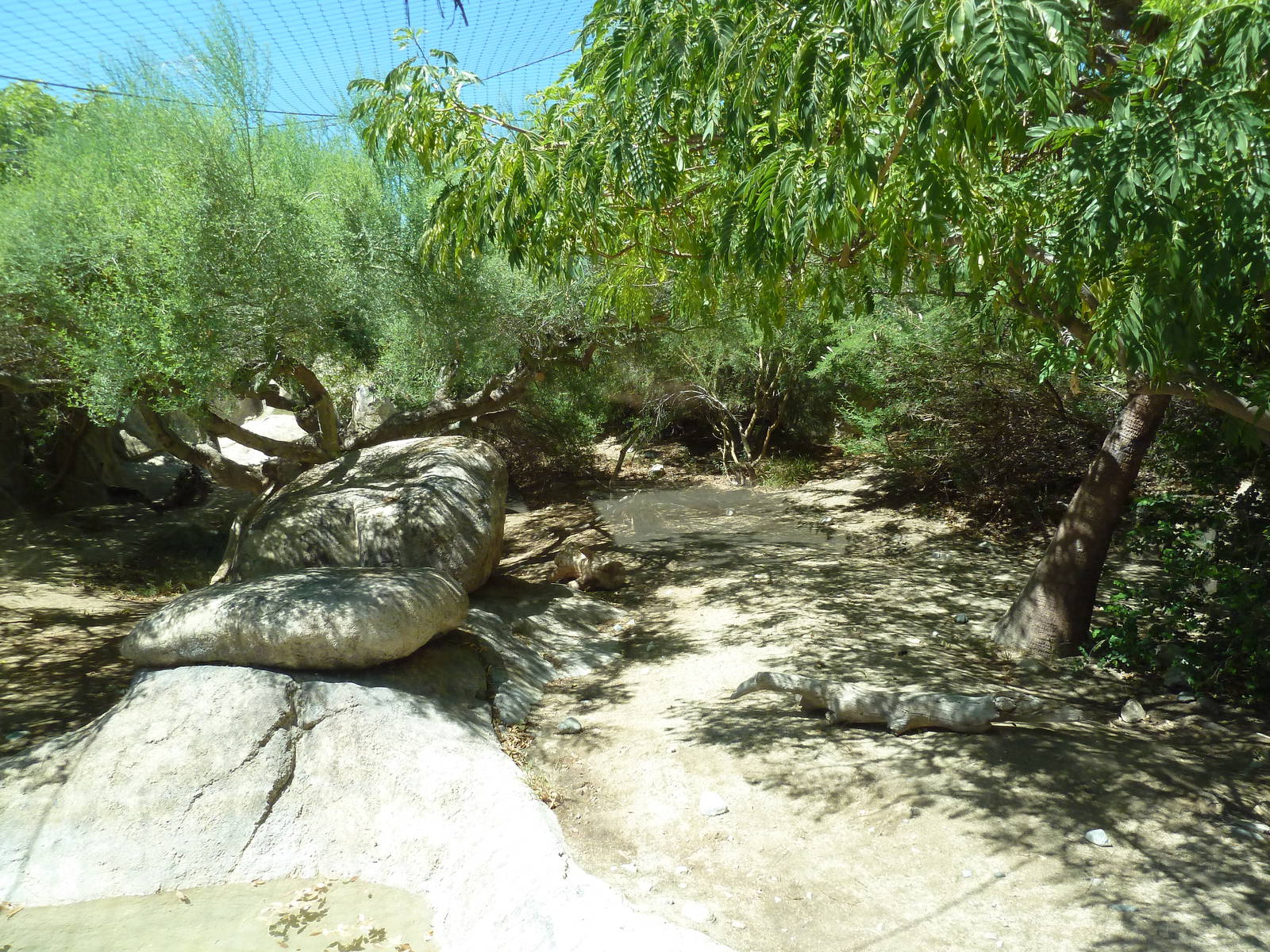 Amur Leopard Exhibit