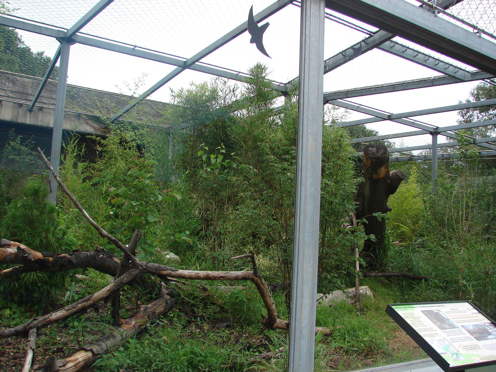 Amur leopard exhibit