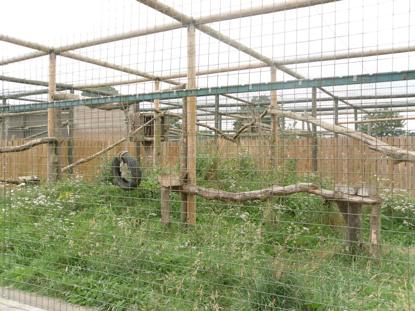Amur Leopard Exhibit