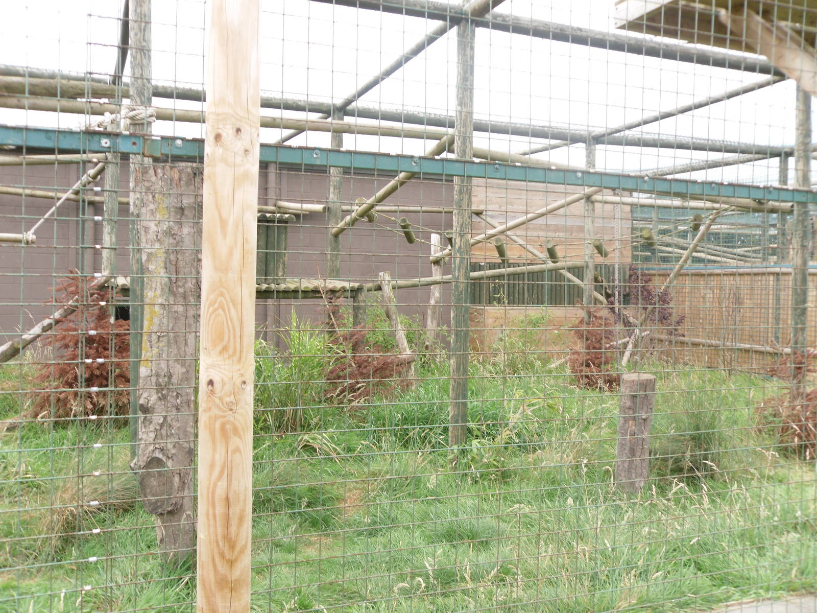 Amur Leopard Exhibit