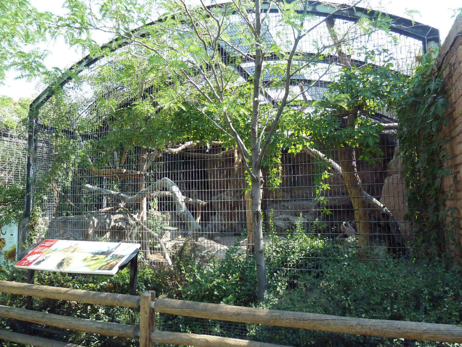 Amur Leopard Exhibit