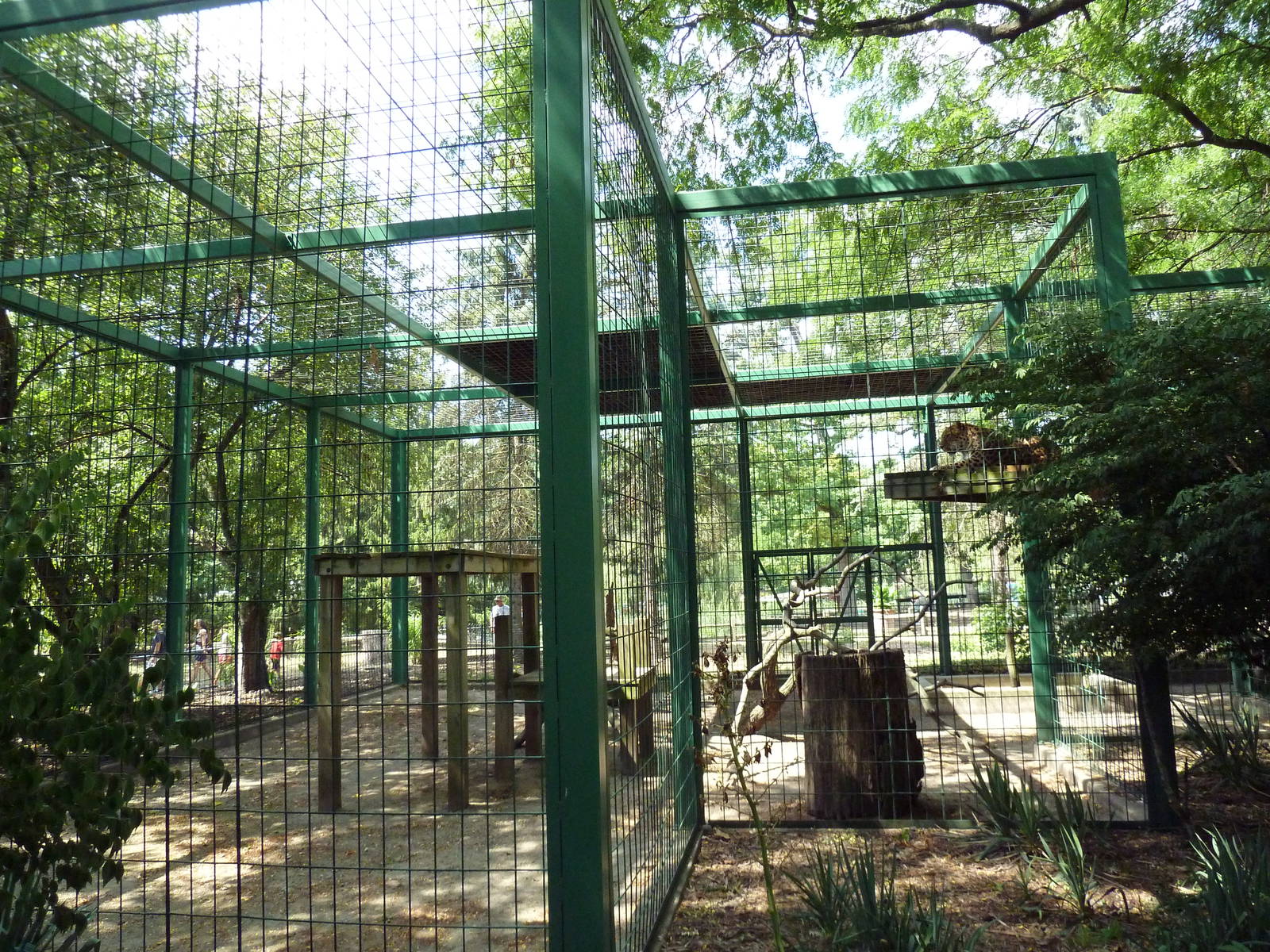 Amur Leopard Exhibit