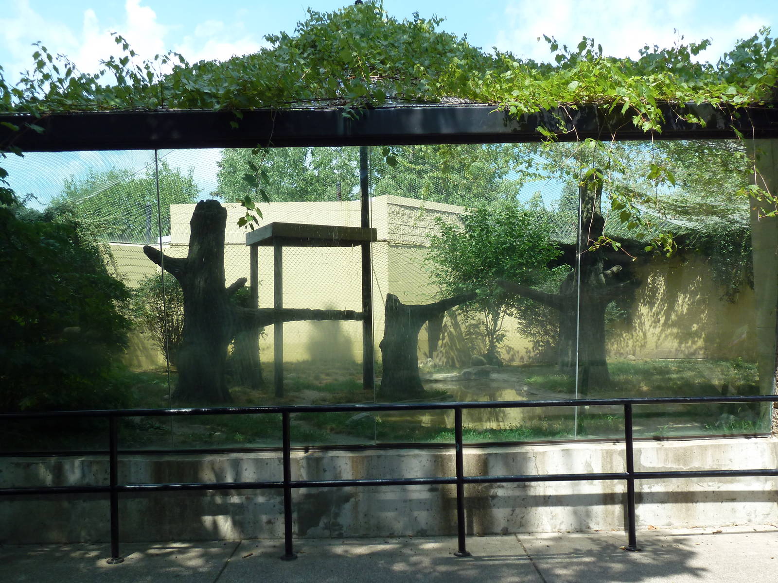Amur Leopard Exhibit