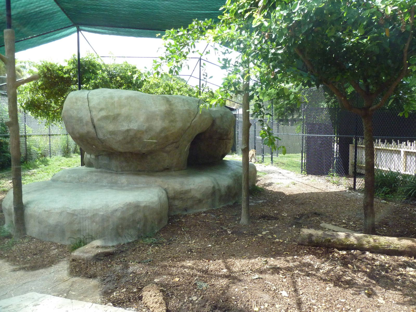 Amur Leopard Exhibit