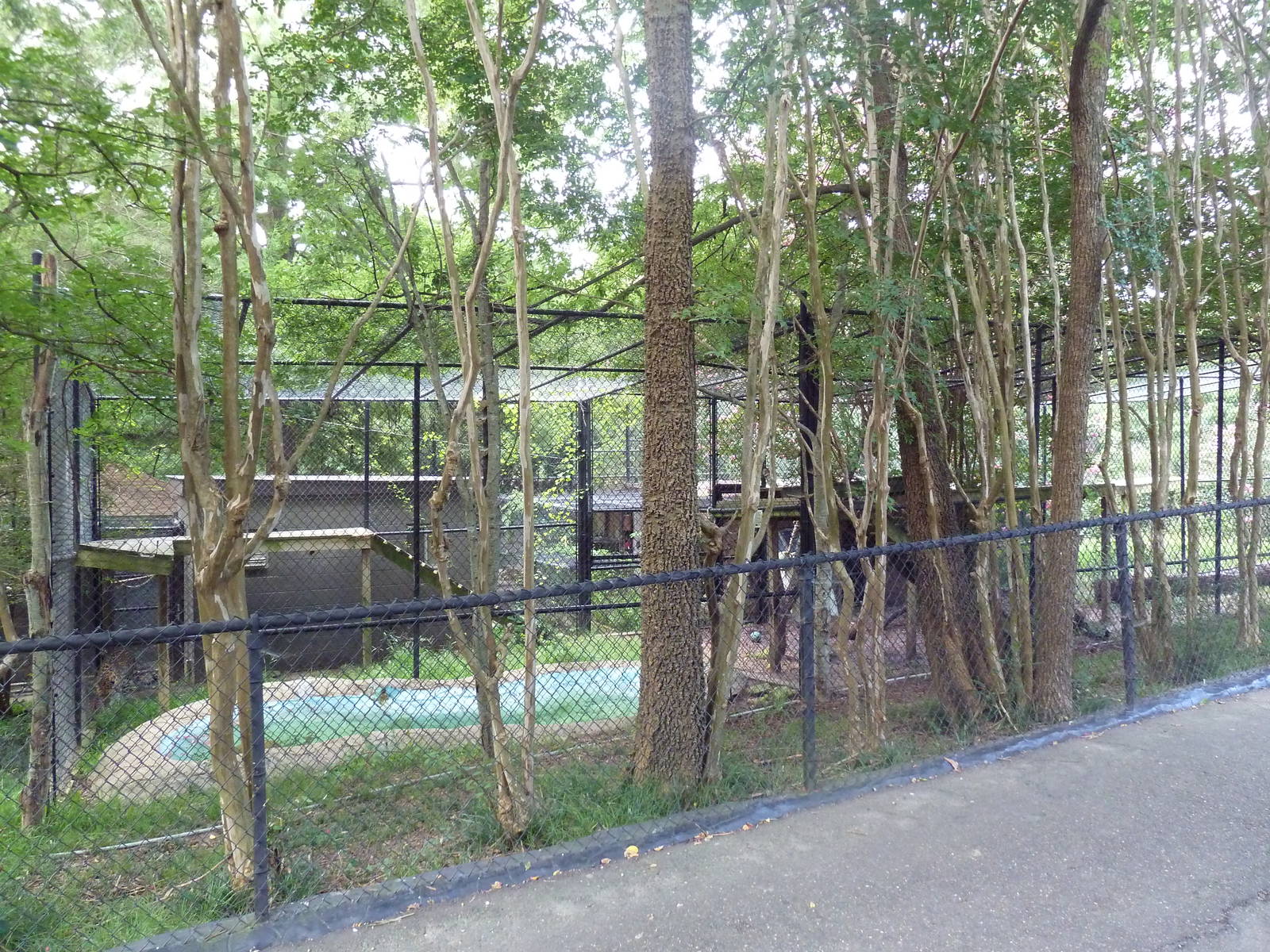 Amur Leopard Exhibit