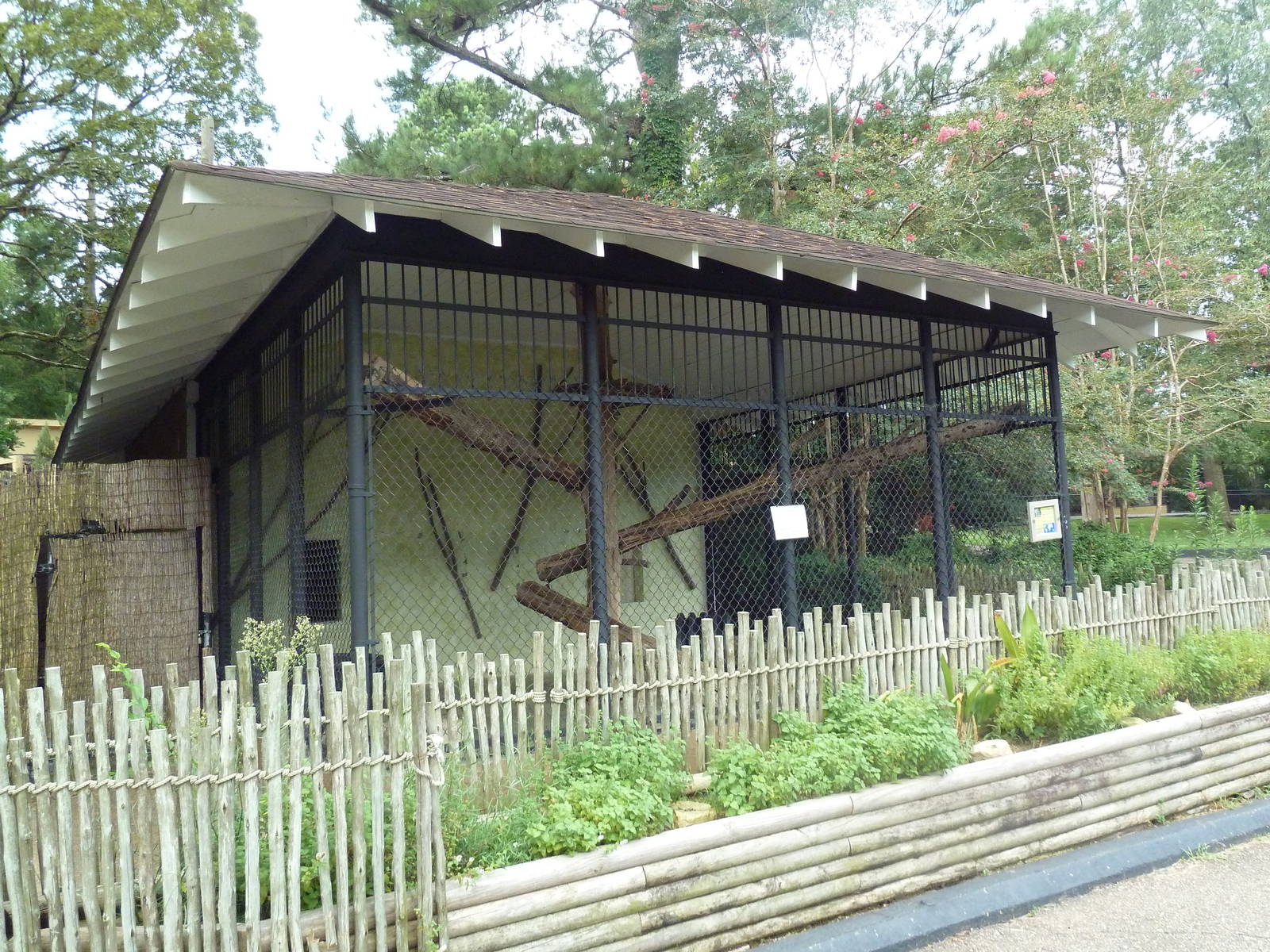 Amur Leopard Exhibit