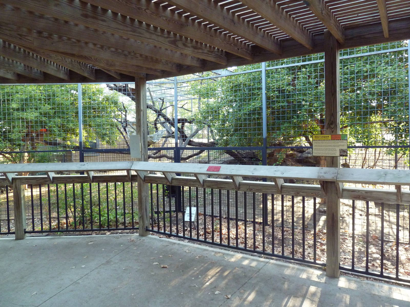 Amur Leopard Exhibit