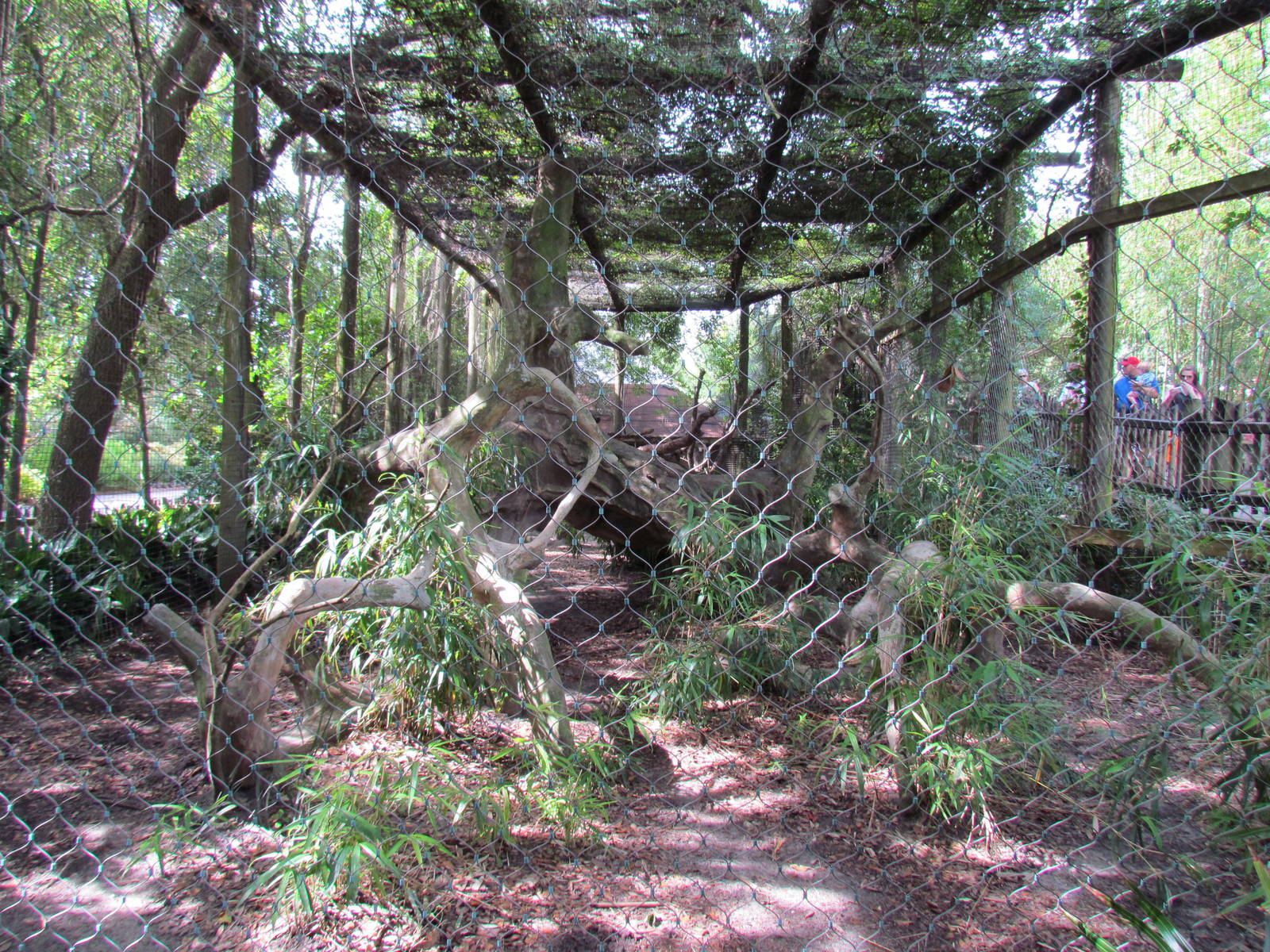 Amur Leopard Exhibit
