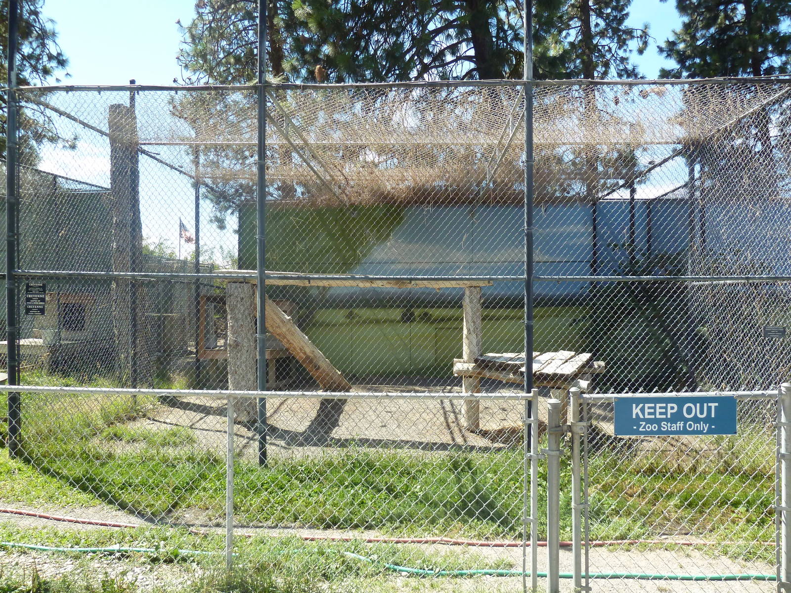 Amur Leopard Exhibit