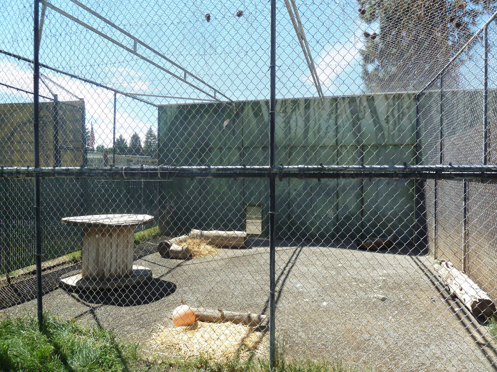 Amur Leopard Exhibit