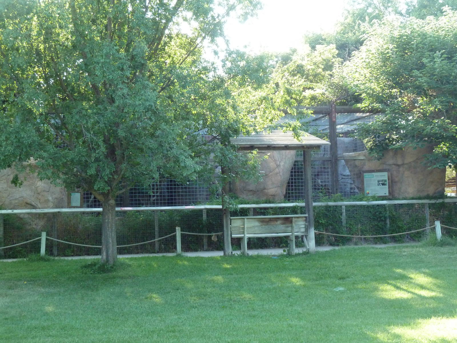 Amur Leopard Exhibit