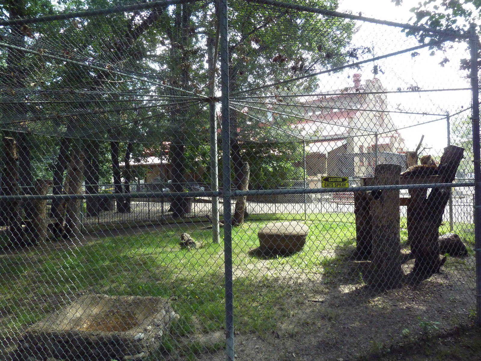 Amur Leopard Exhibit