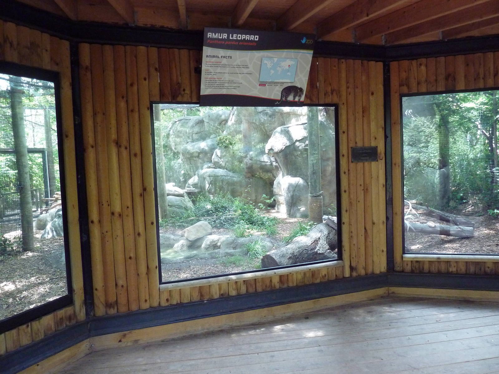 Amur Leopard Exhibit