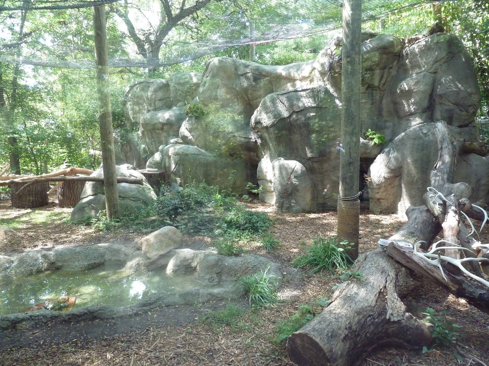 Amur Leopard Exhibit