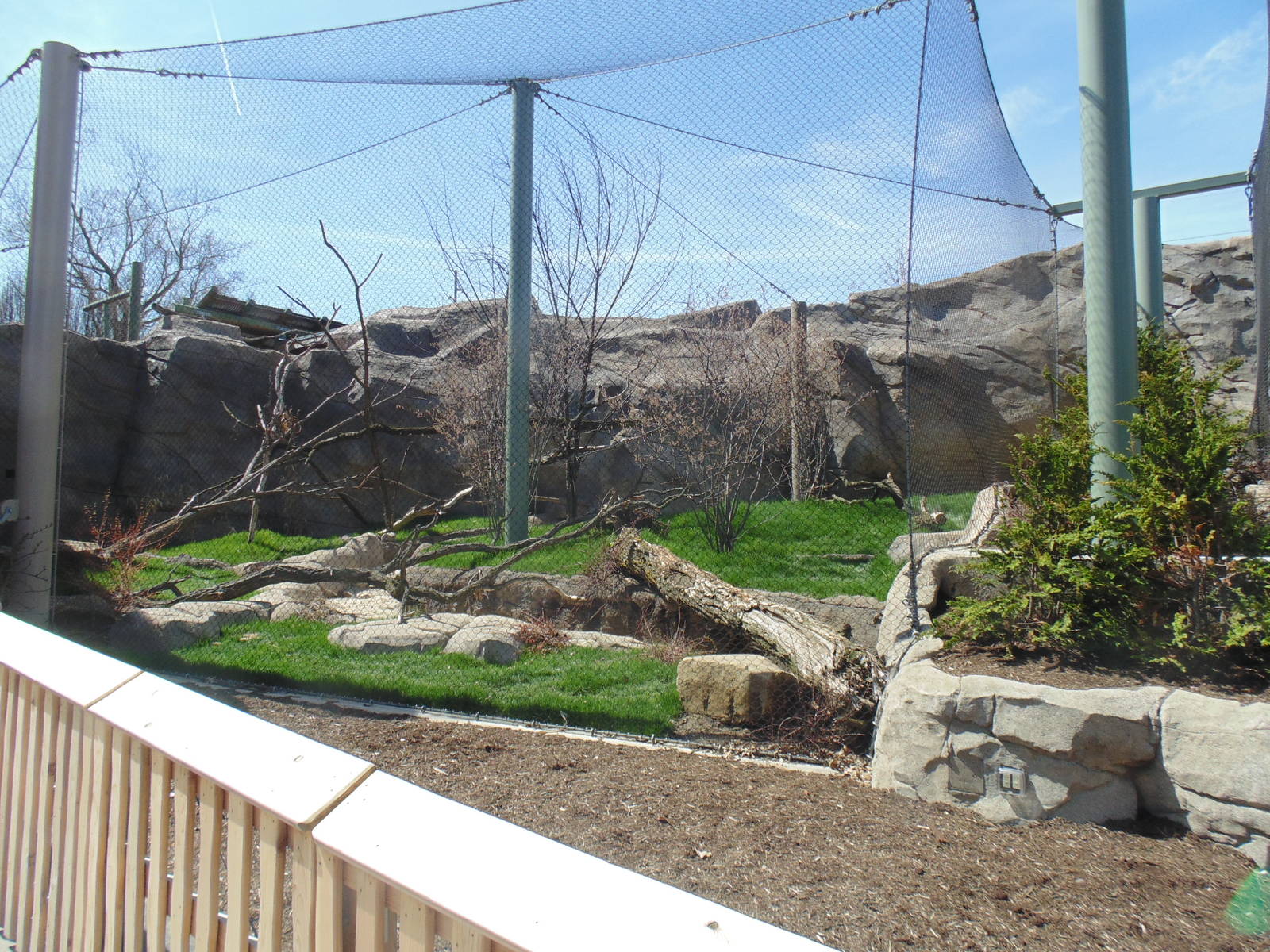 Amur Leopard Exhibit