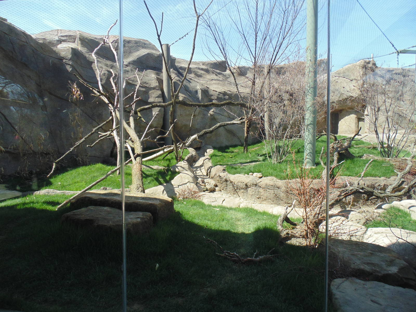 Amur Leopard Exhibit