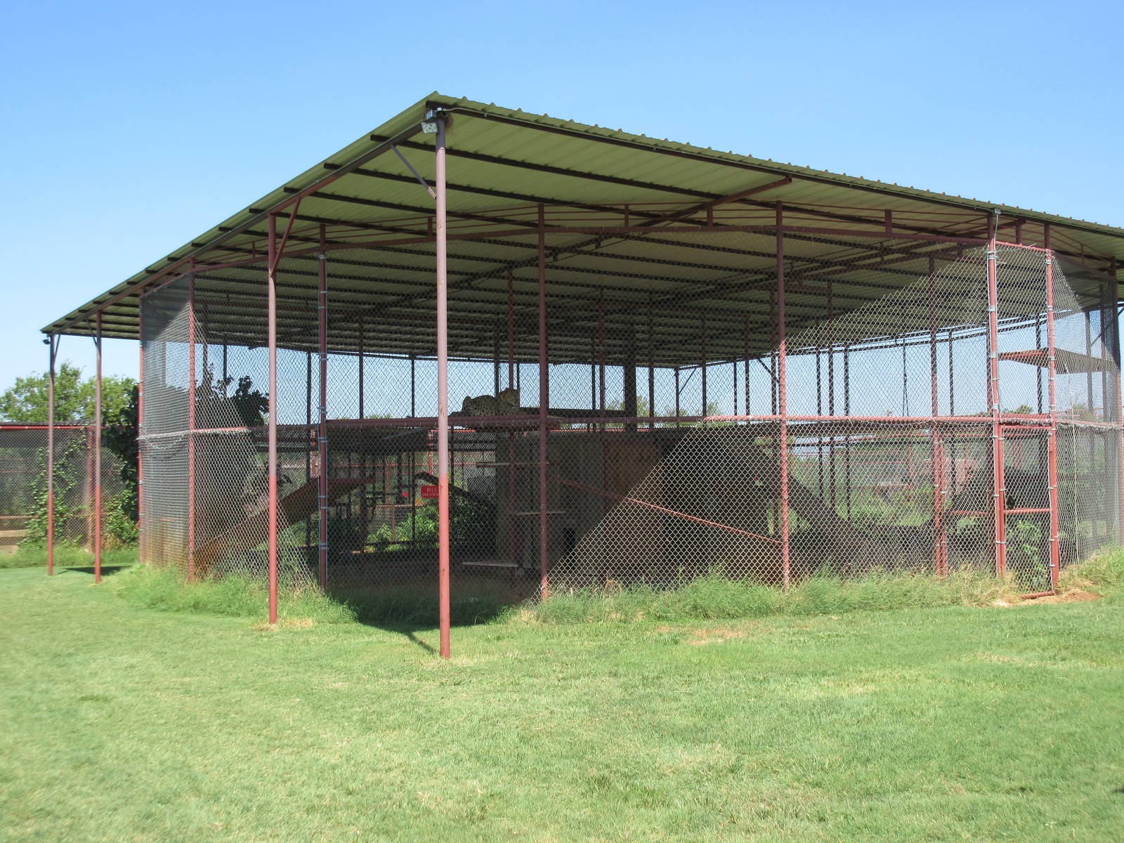 Amur Leopard Exhibit