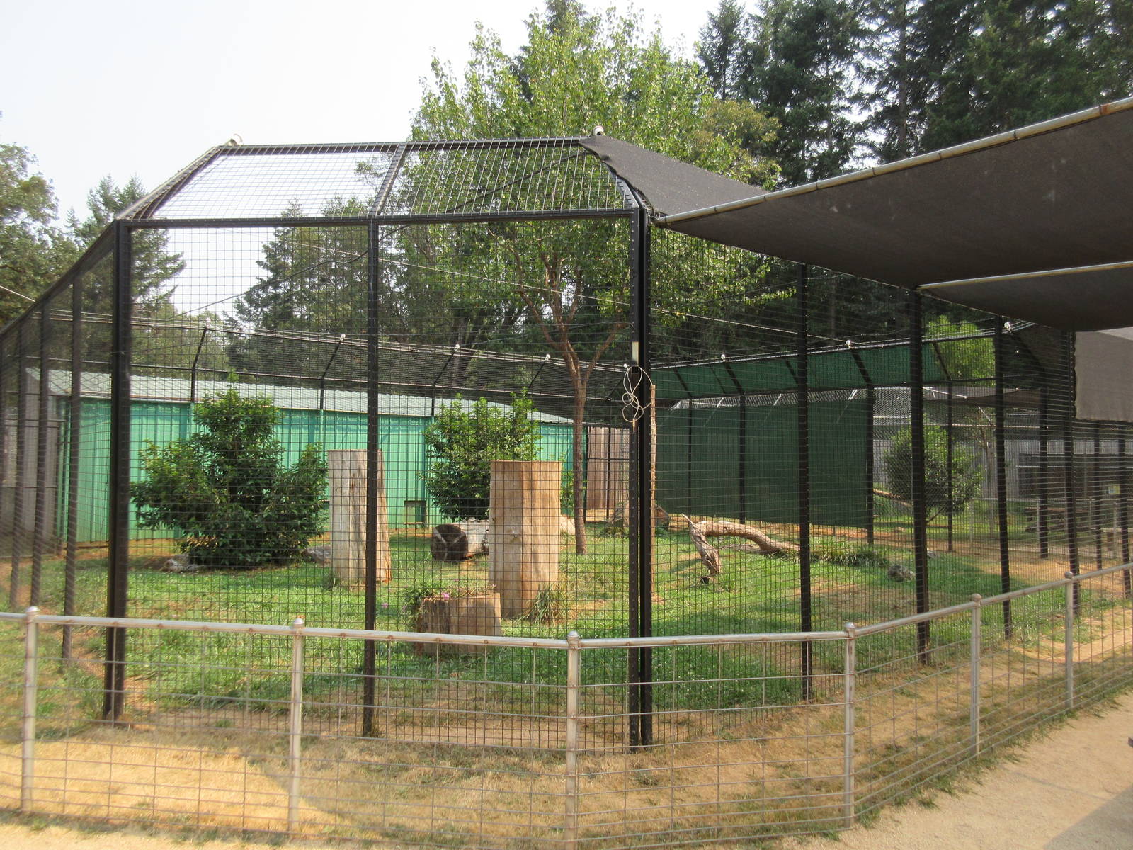 Amur Leopard Exhibit