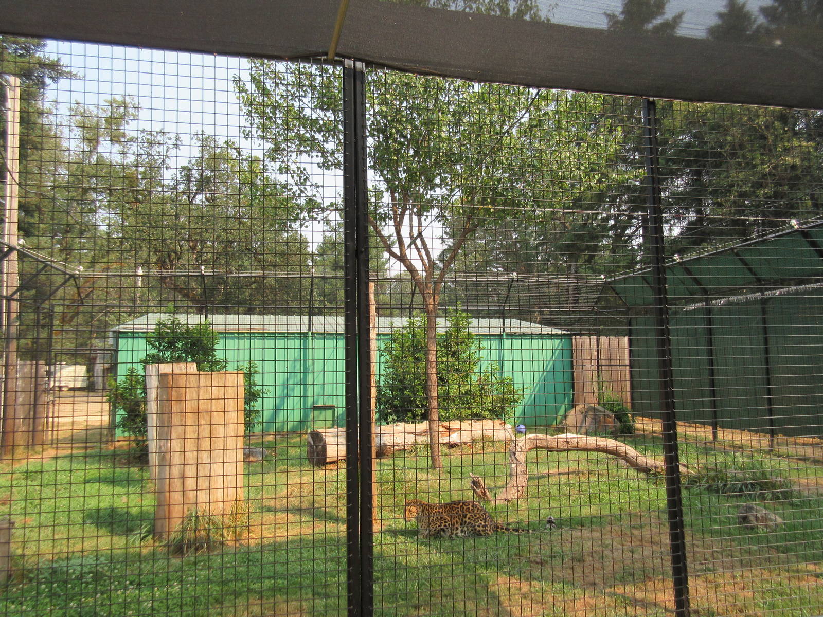 Amur Leopard Exhibit