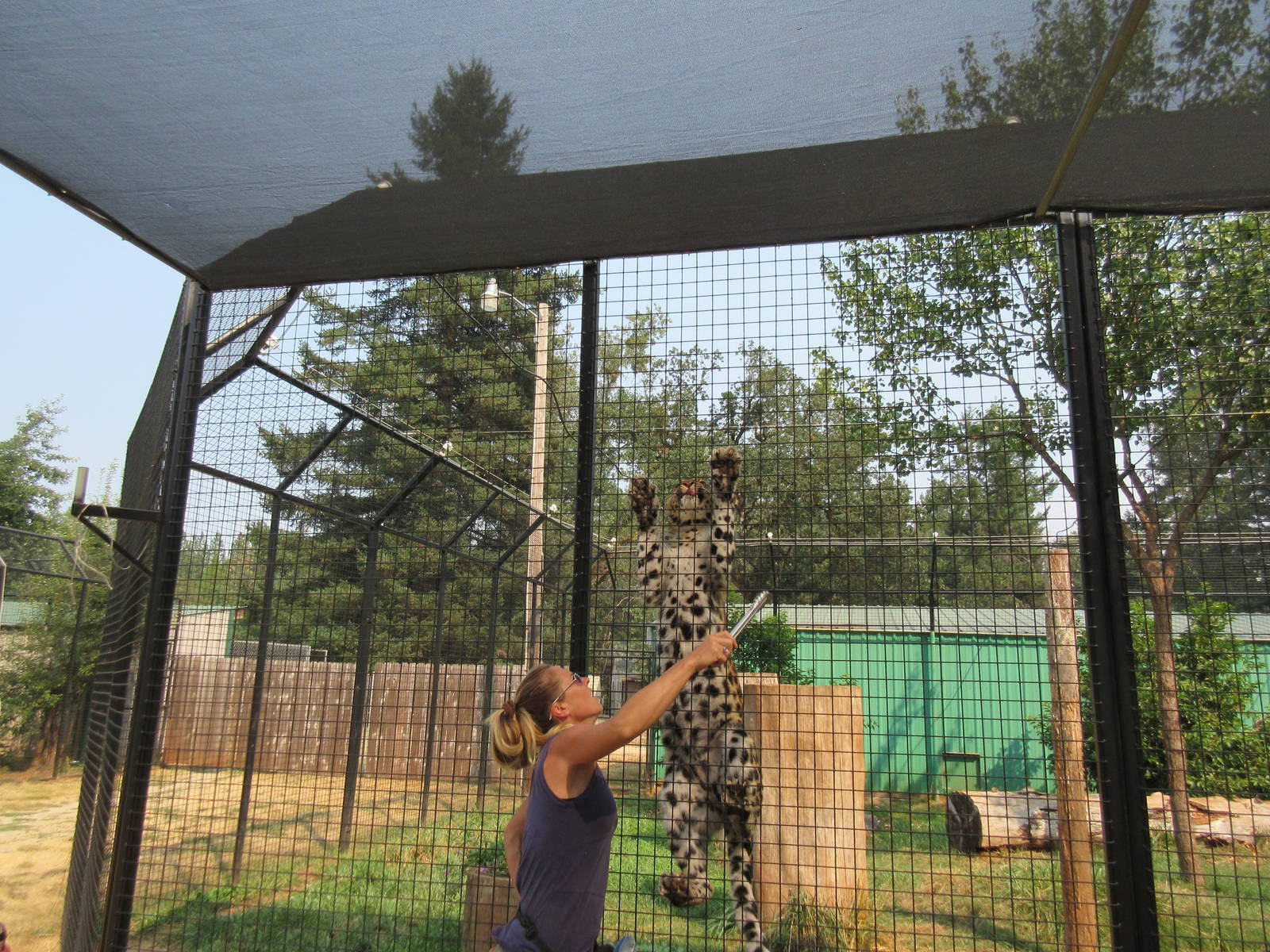 Amur Leopard Exhibit