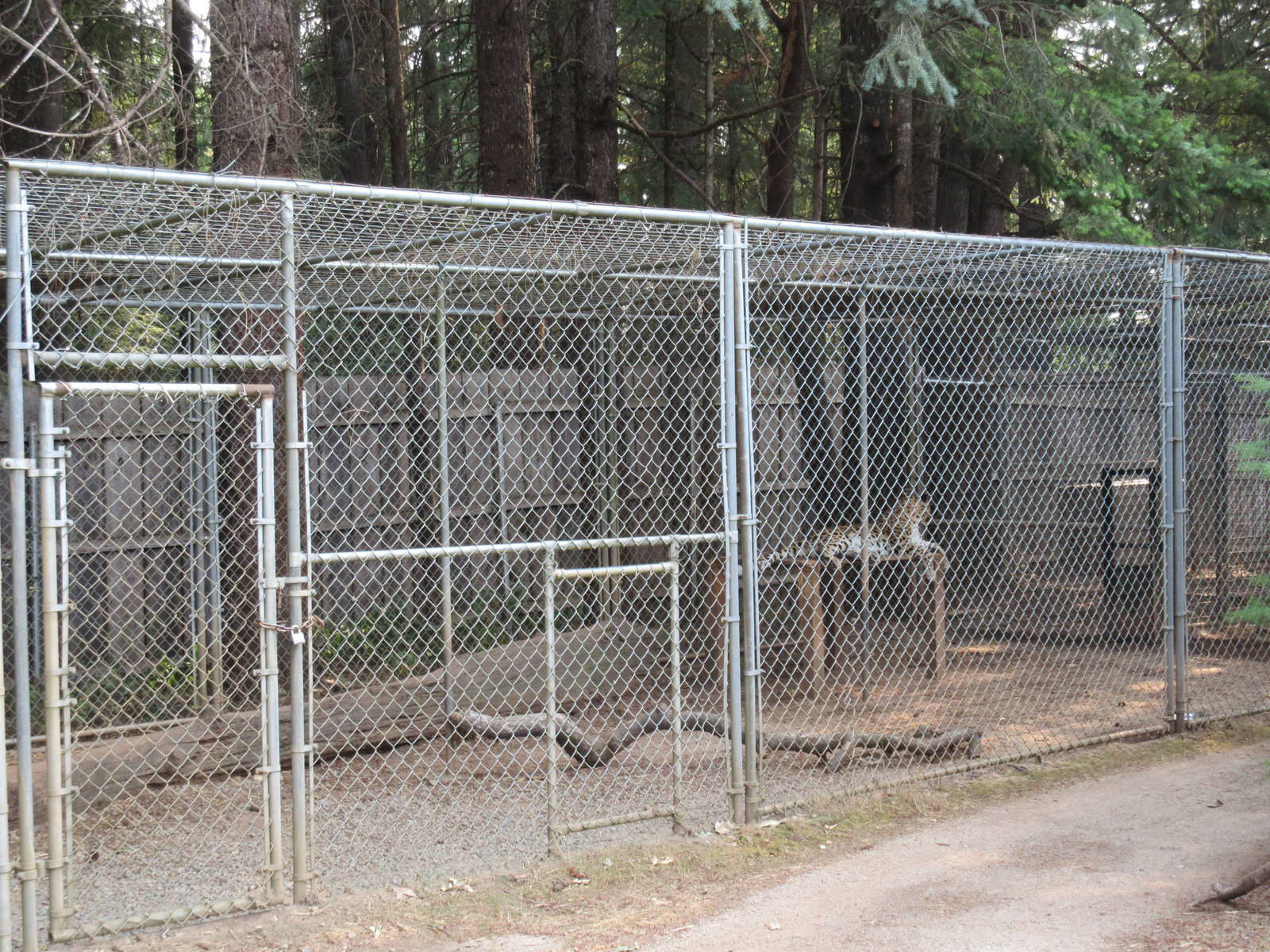 Amur Leopard Exhibit