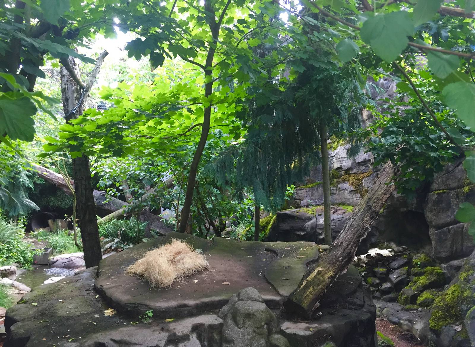 Amur Leopard Exhibit