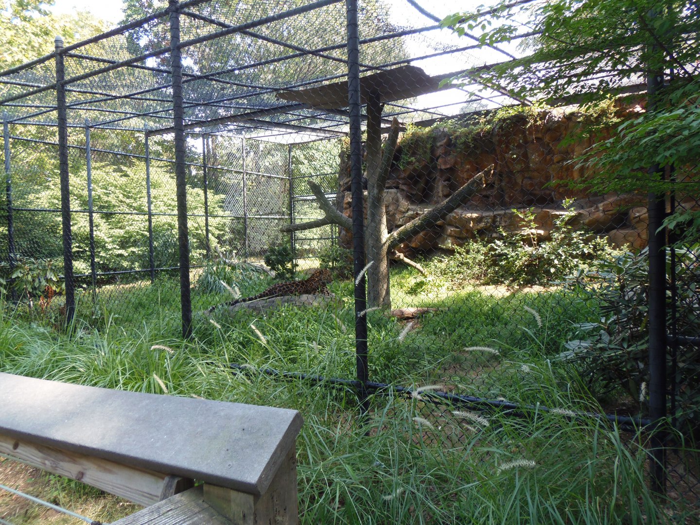 Amur Leopard Exhibit